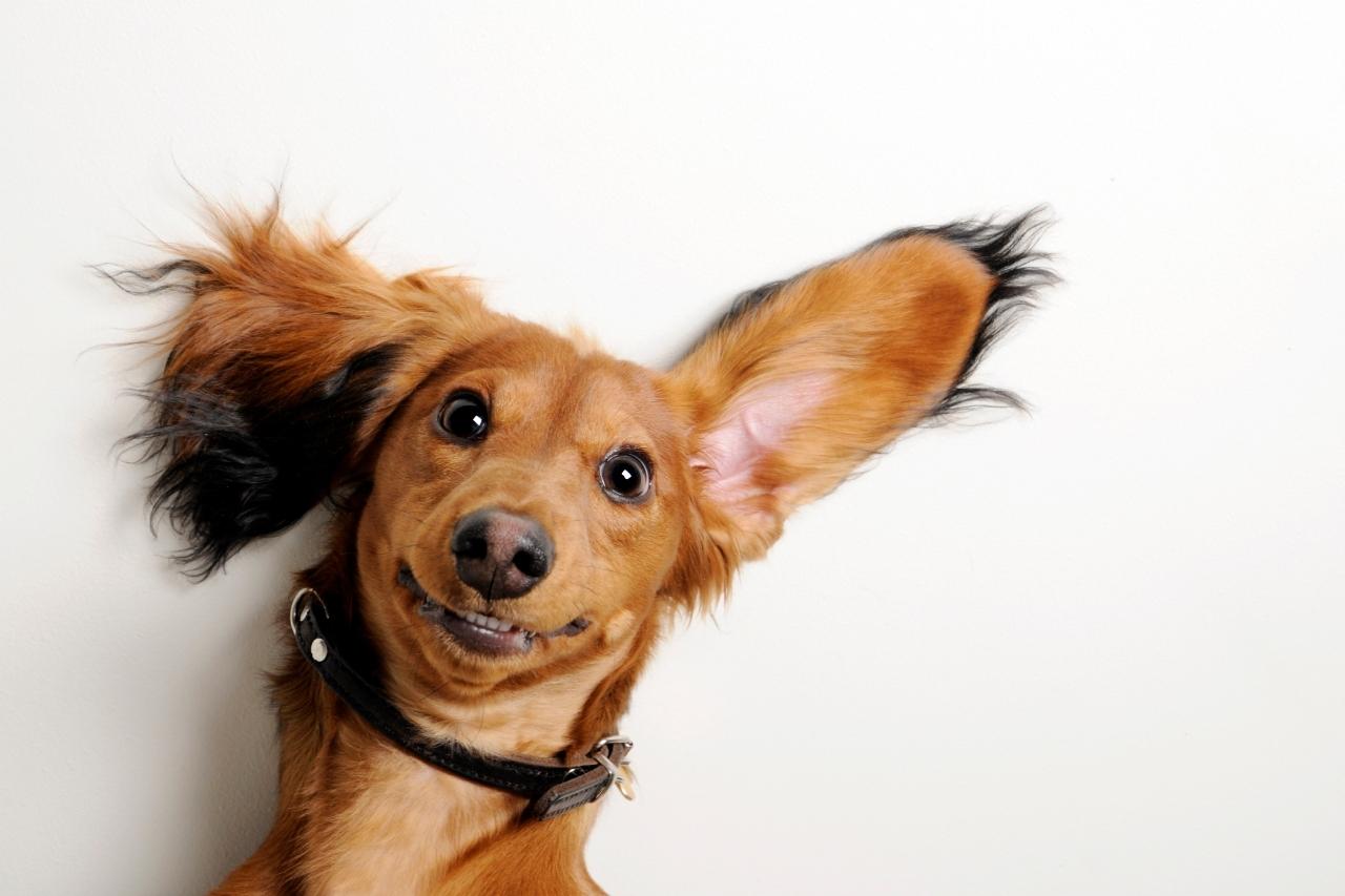 O que significa os movimentos da orelha de cachorro?