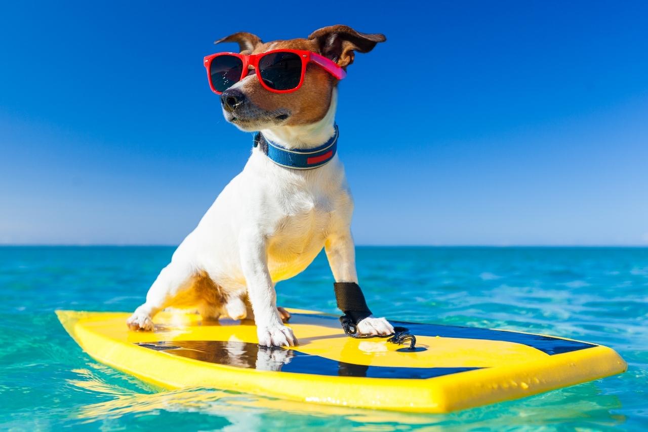 É possível ter um cachorro surfista?
