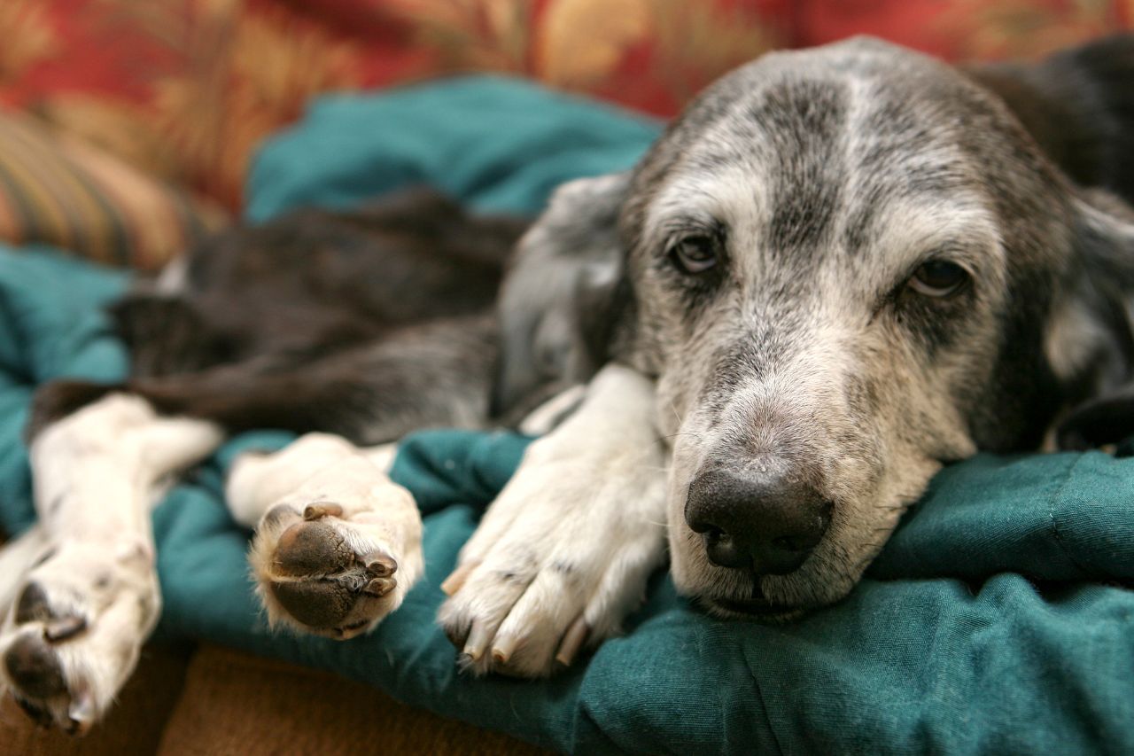 A eutanásia canina também é um ato de amor!