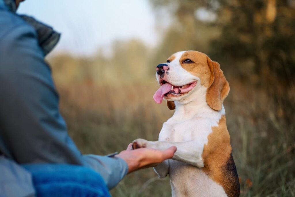 Adestramento positivo: uma punição saudável