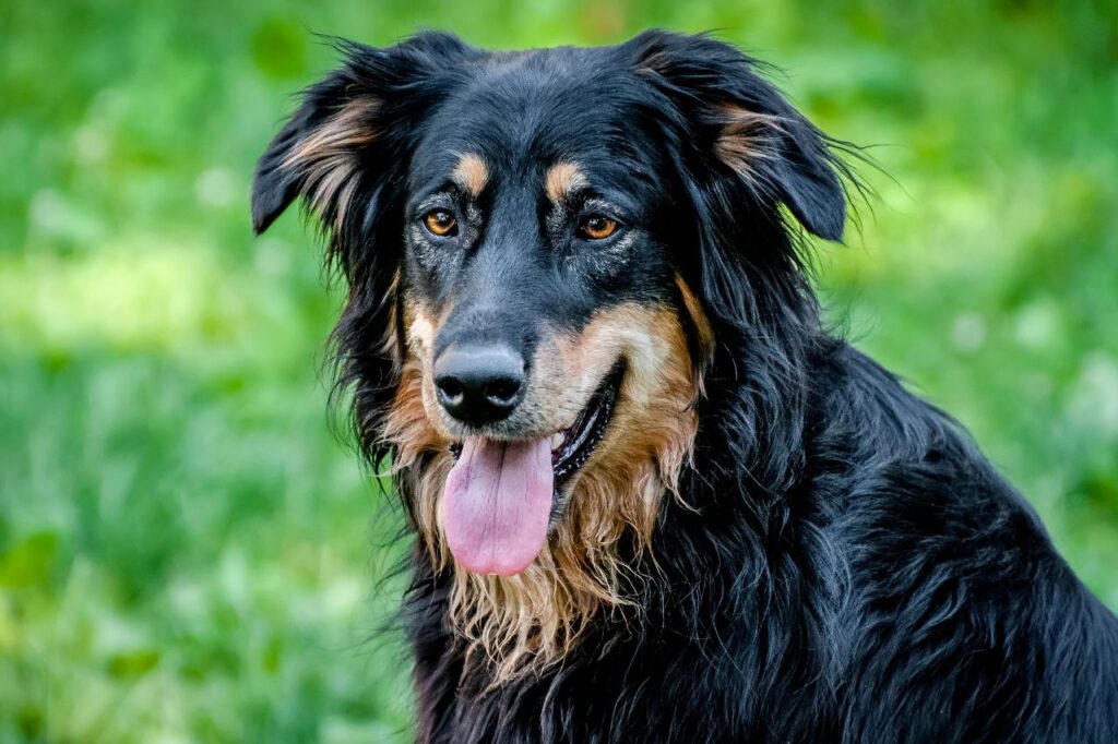 Castração em cachorro adulto: como funciona?