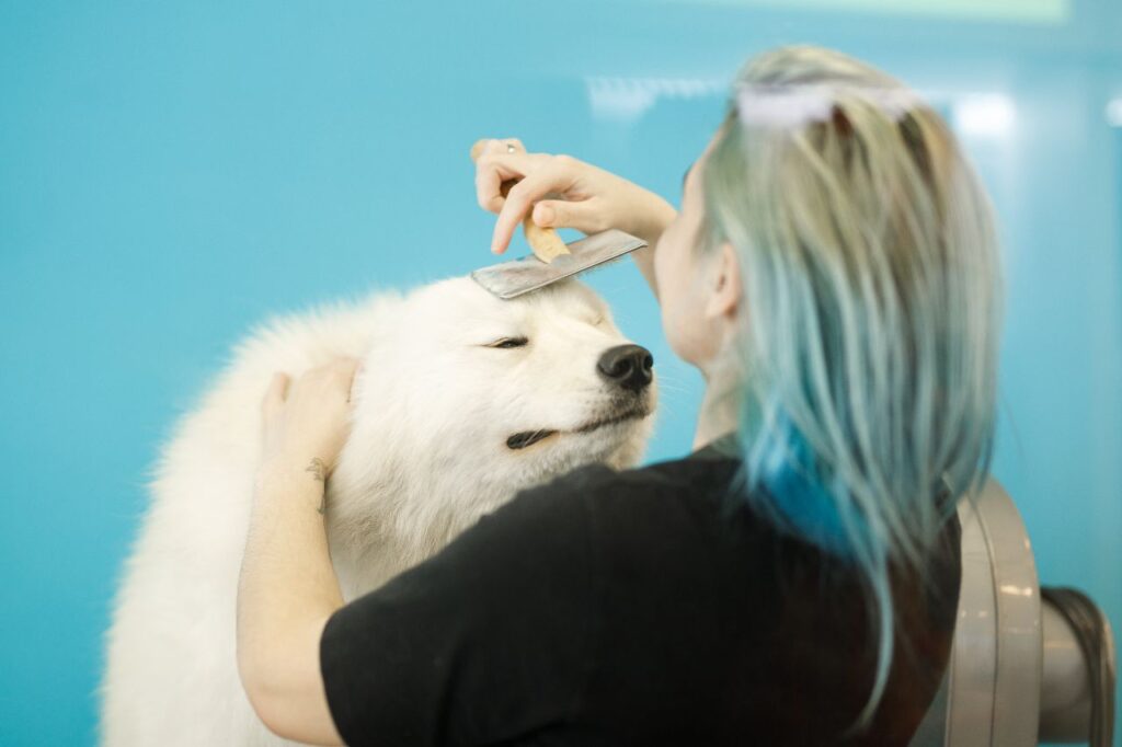Como escovar pelo de cachorro?