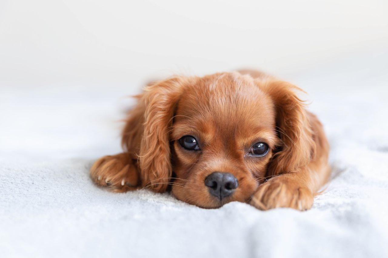 Cálculo renal em cães: como eles surgem e quais os sintomas?