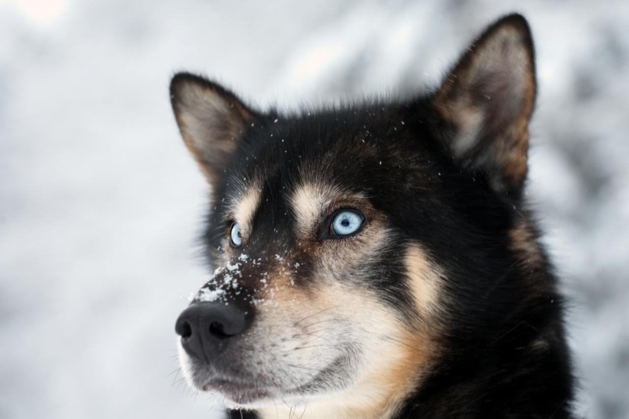Raças de cachorro com olho azul