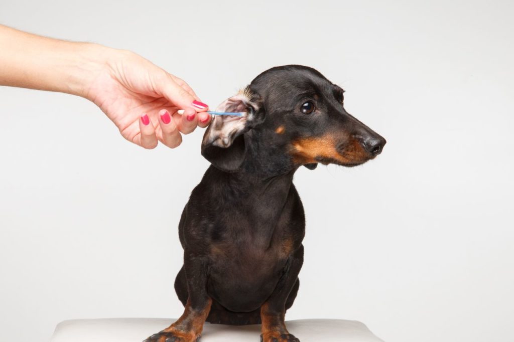 Cuidados com o ouvido canino
