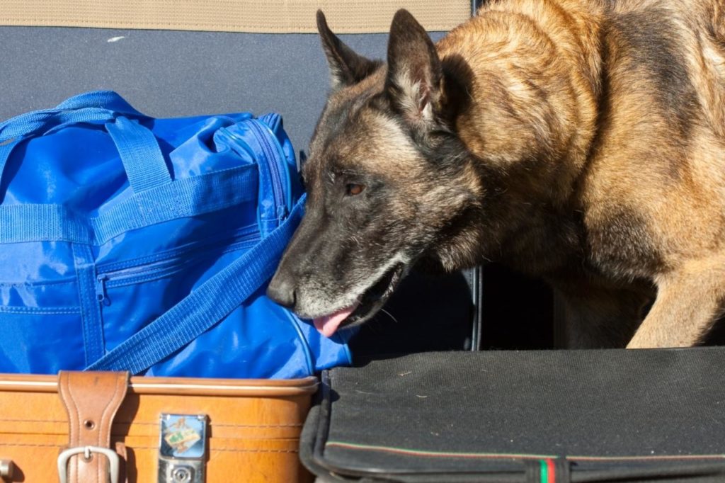Como é realizado o treinamento de cães farejadores?
