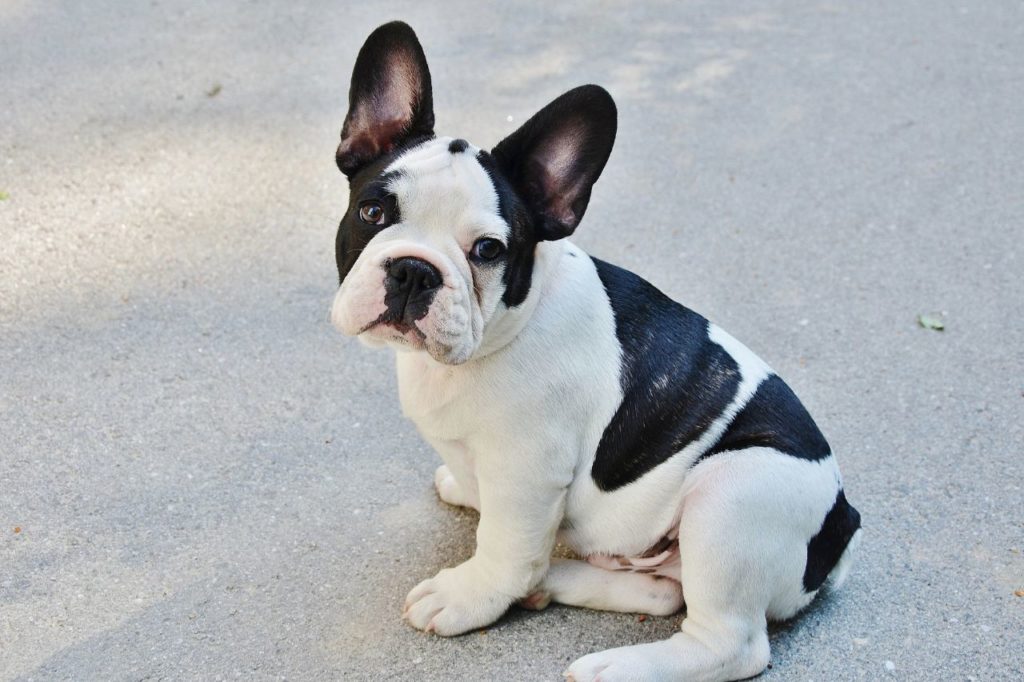 Conheça a raça buldogue!