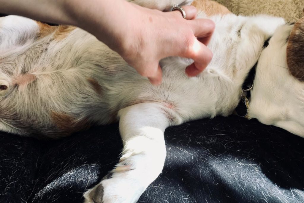 Megaesôfago em cães: como tratar?