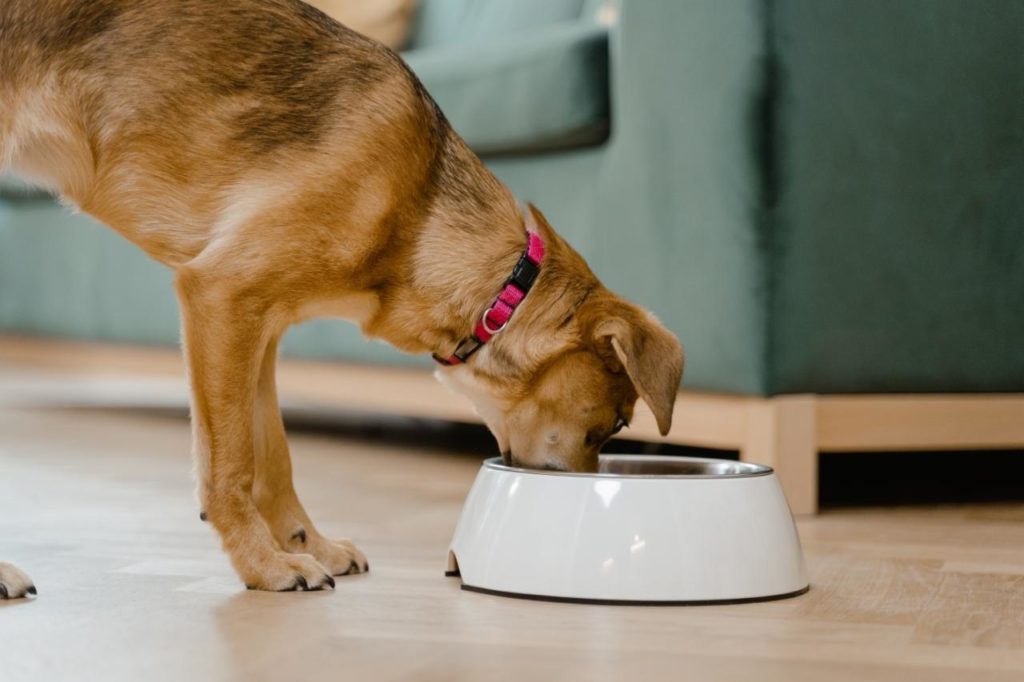 Polifagia em cães: principais sintomas