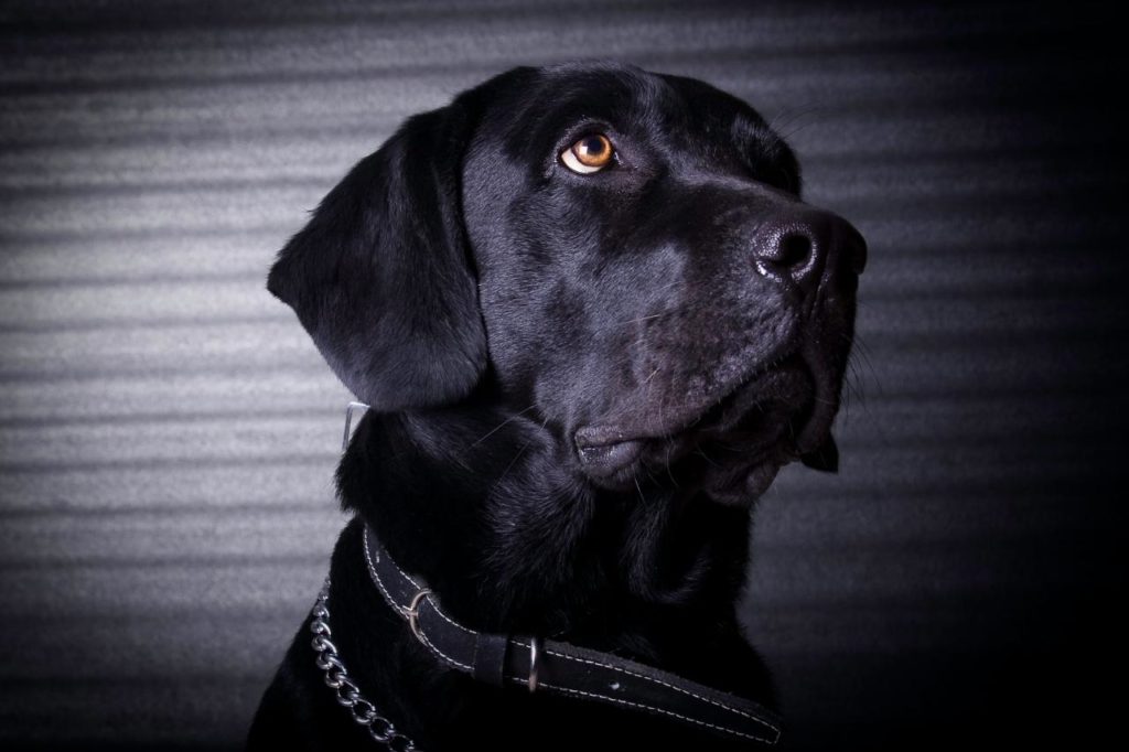 Sonhar com cachorro preto: existe algum significado?