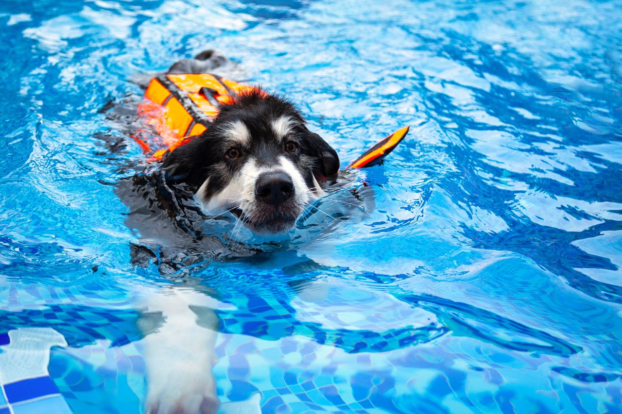 Todo cachorro sabe nadar?