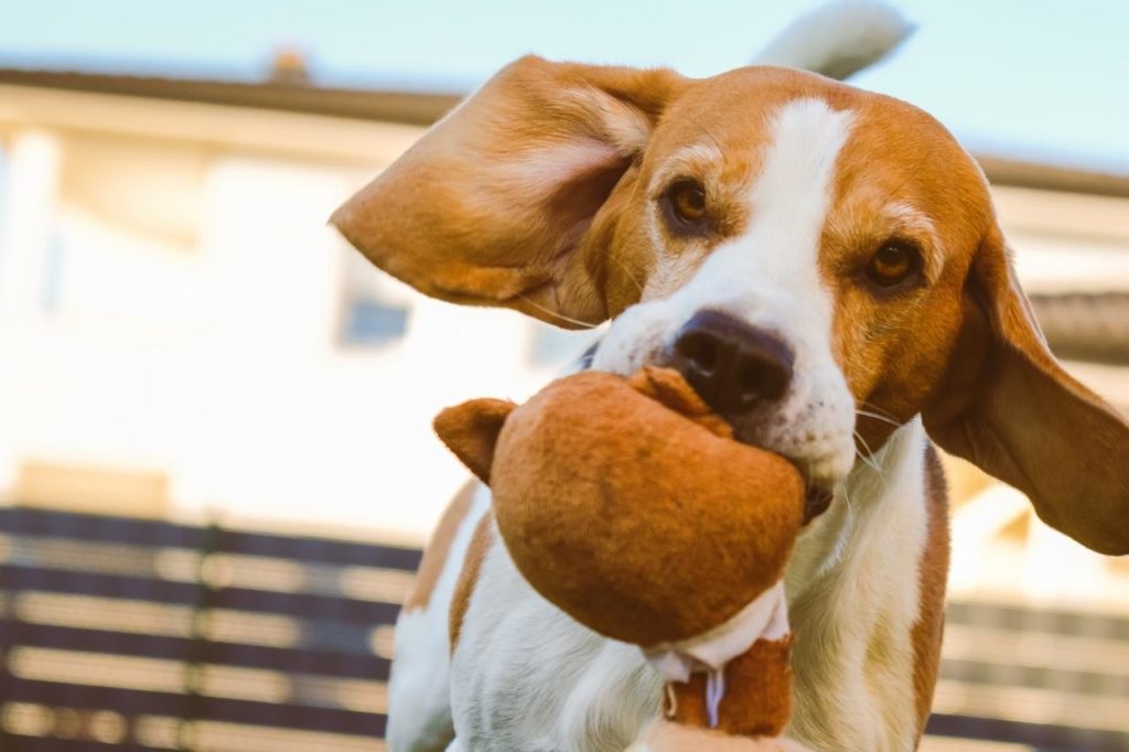 Cachorro com orelha grande: conheça algumas raças!