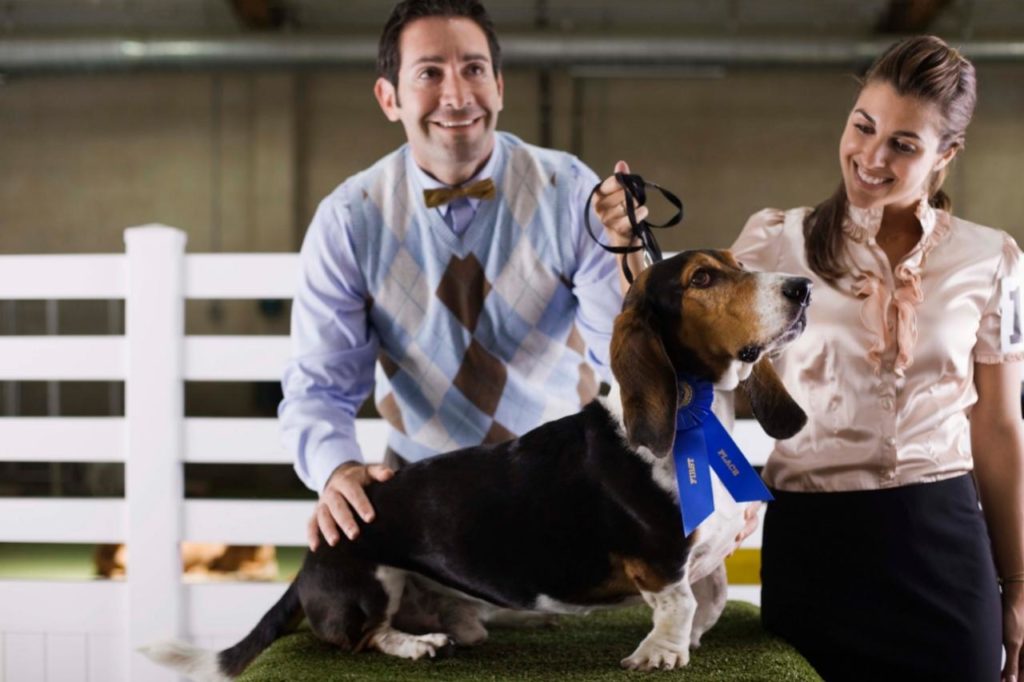 Concurso de beleza canina: como é realizada a avaliação?