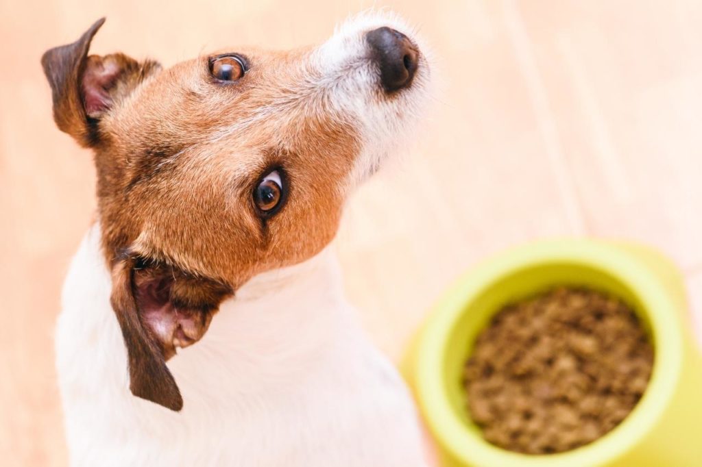 É possível melhorar a digestão do meu dog?