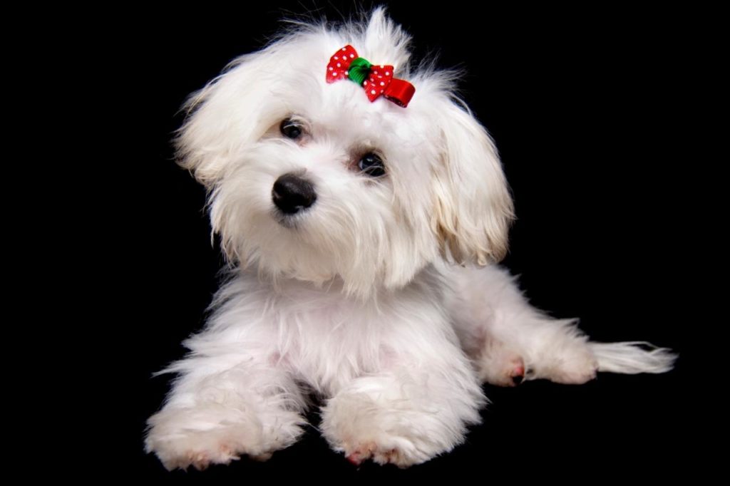 Raça Maltês: um passado de trocas em transações comerciais