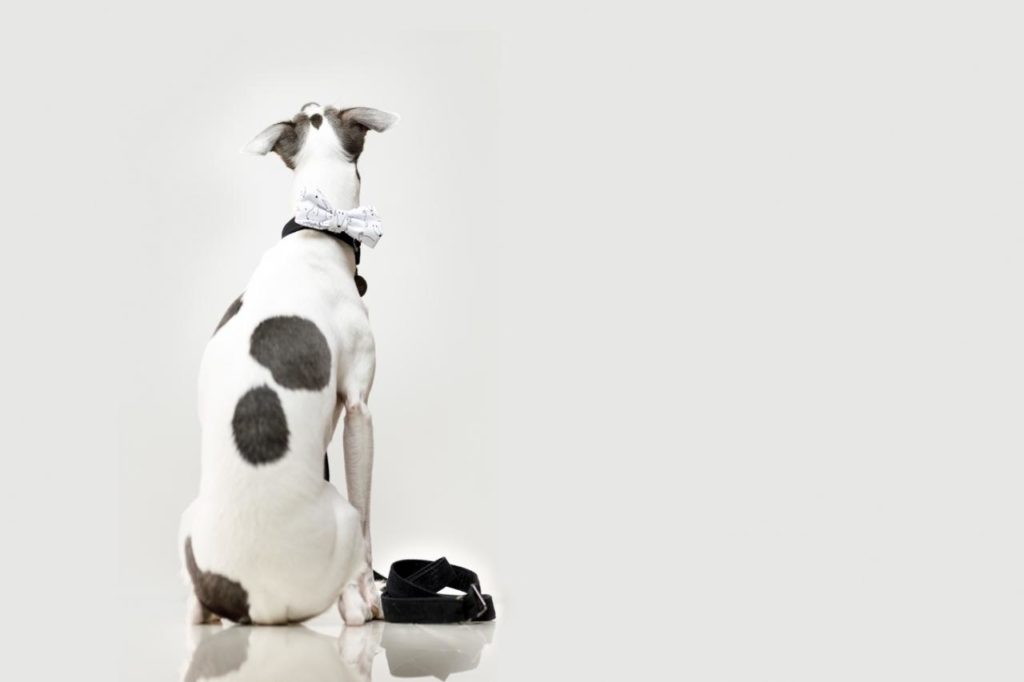 Você já ouviu falar em Síndrome de Down canina?