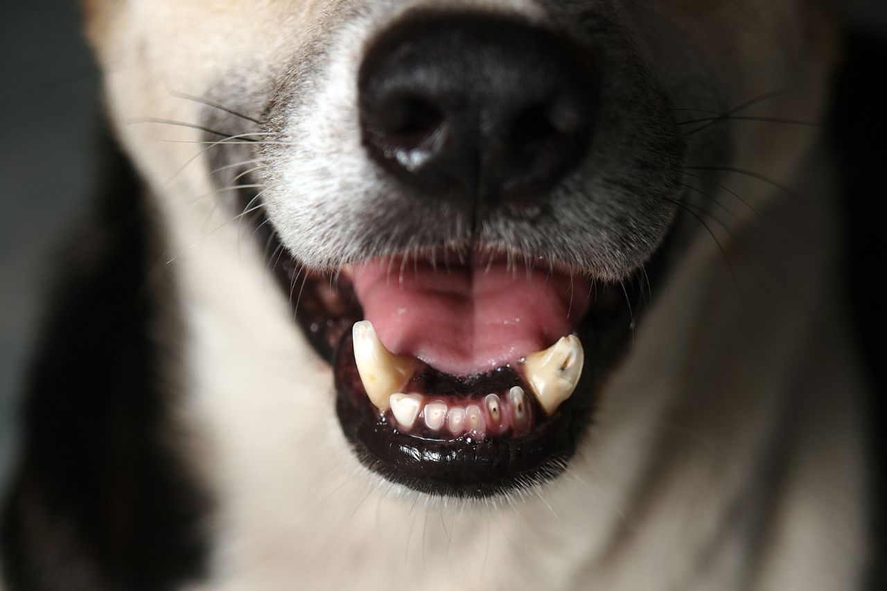 Motivos para os dentes de cachorro estarem caindo