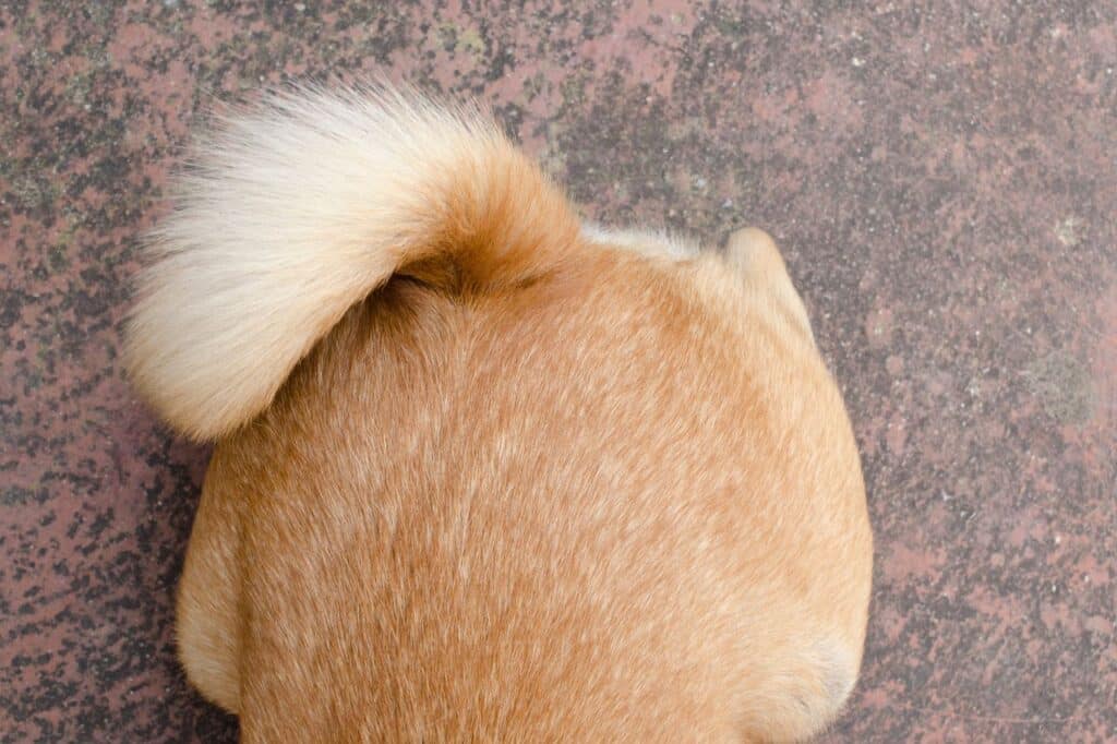 O que é a glândula adanal e por que inflama nos cães?