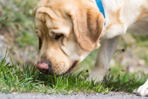 Quais as raças com o olfato canino mais poderoso?