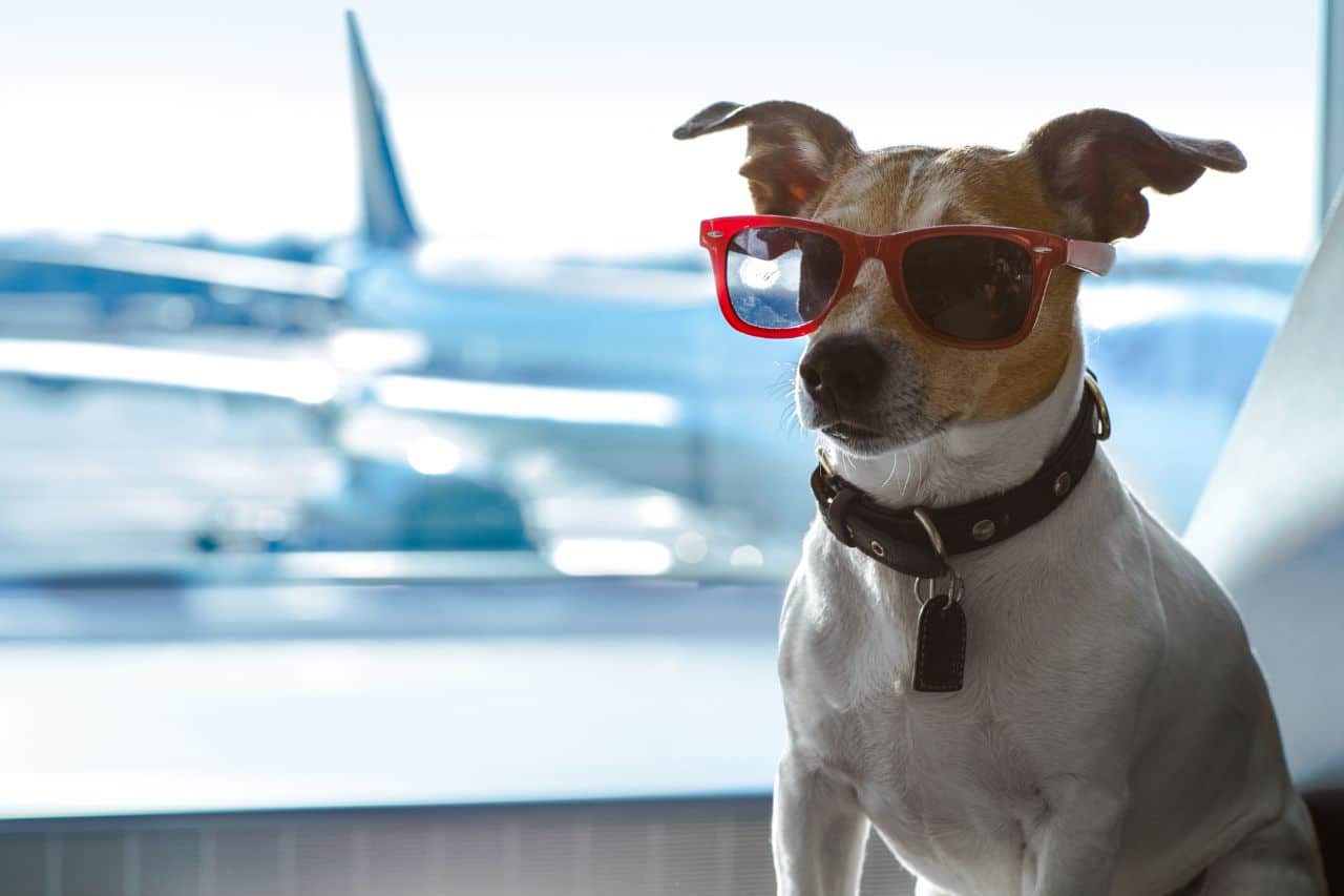 Saiba como viajar com seu pet na cabine do avião