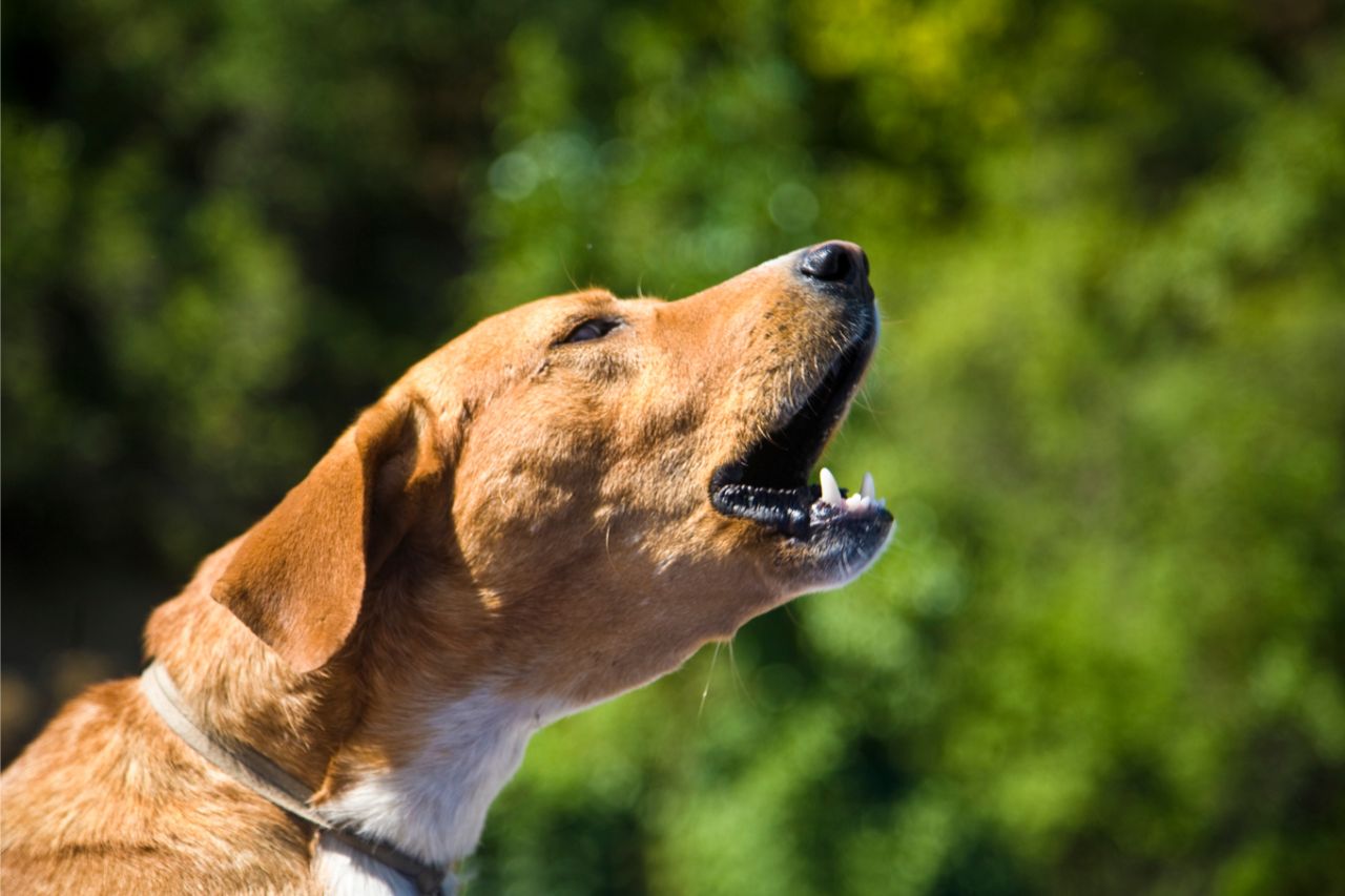 3 dicas para prevenir a giardíase em cachorro