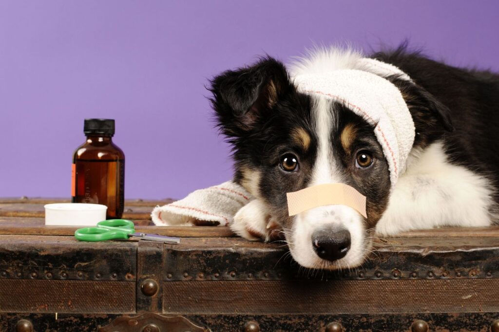 Soro caseiro para cachorros: leia antes de dar para seu aumigo!