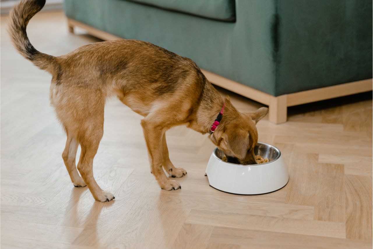 Alergia alimentar em cães: como saber se seu pet tem?