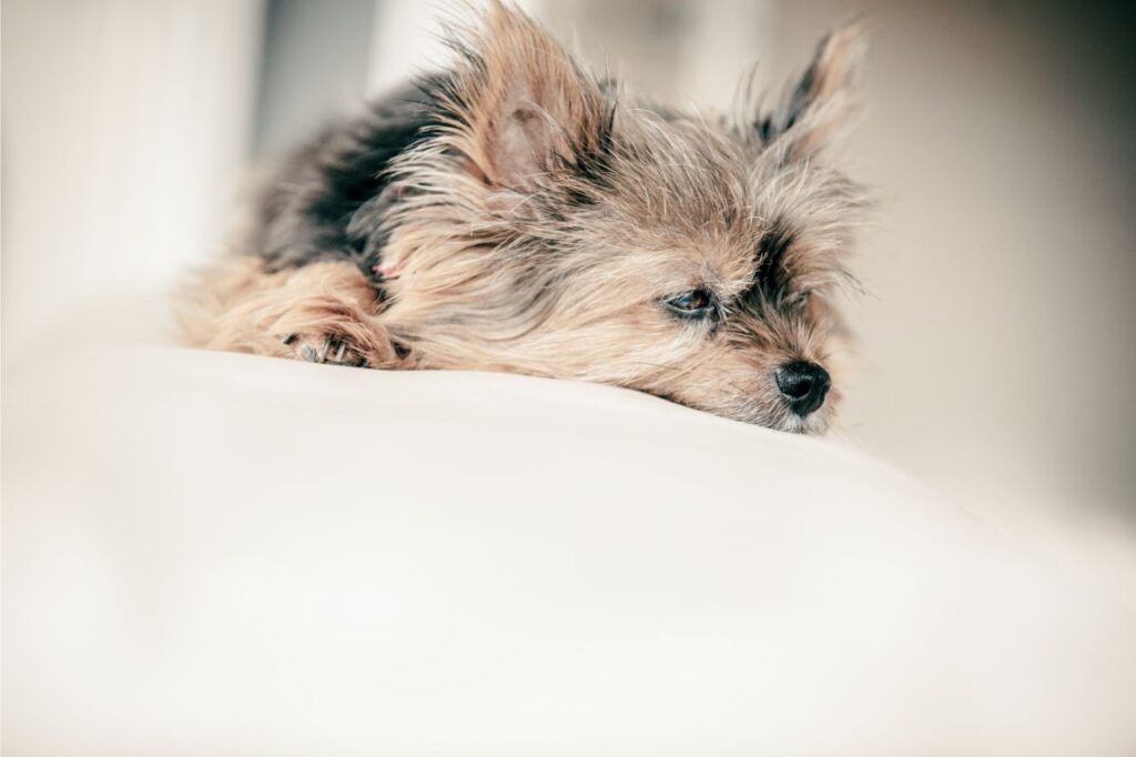 Cachorros com epilepsia: entenda como essa doença ocorre e afeta os patudos