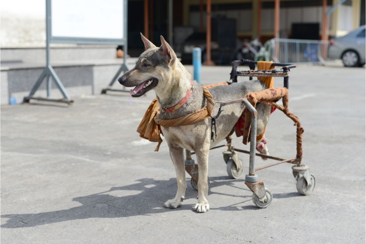 Cadeira de rodas de cachorro: mais independência para o pet