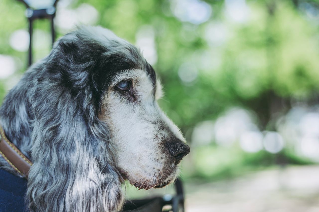 Catarata em cachorro: como identificar e tratar