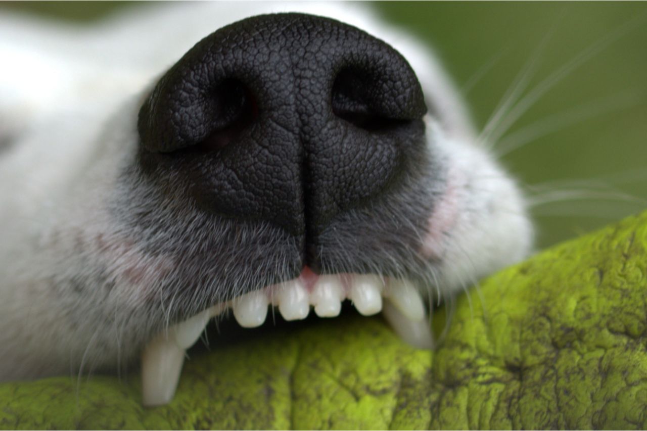 Com quantos anos o cachorro perde o dente?