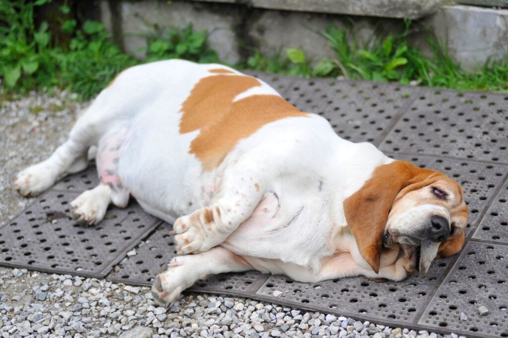 Como saber se o cachorro está obeso?