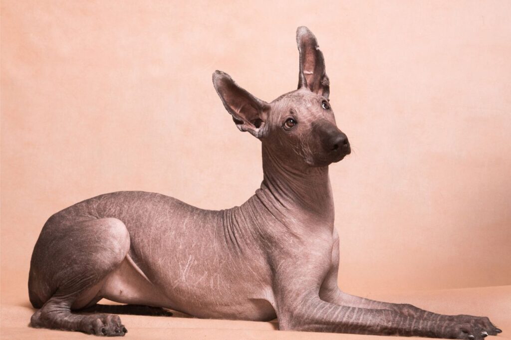 Cuidados essenciais para raças de cachorro sem pelo