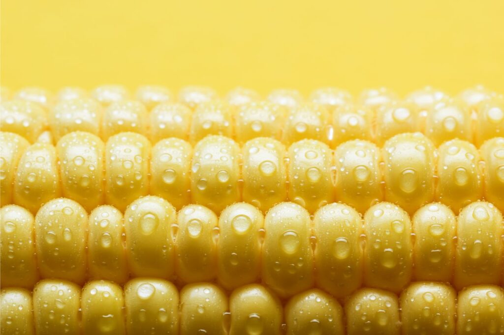 Descubra se cachorro pode comer milho