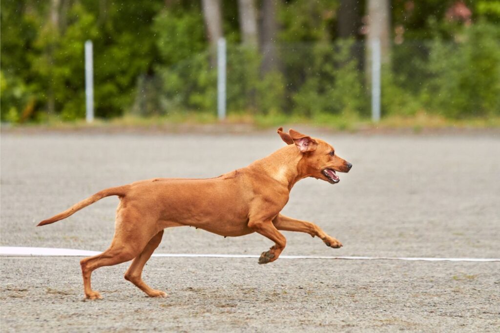 NexGard Spectra vale a pena?