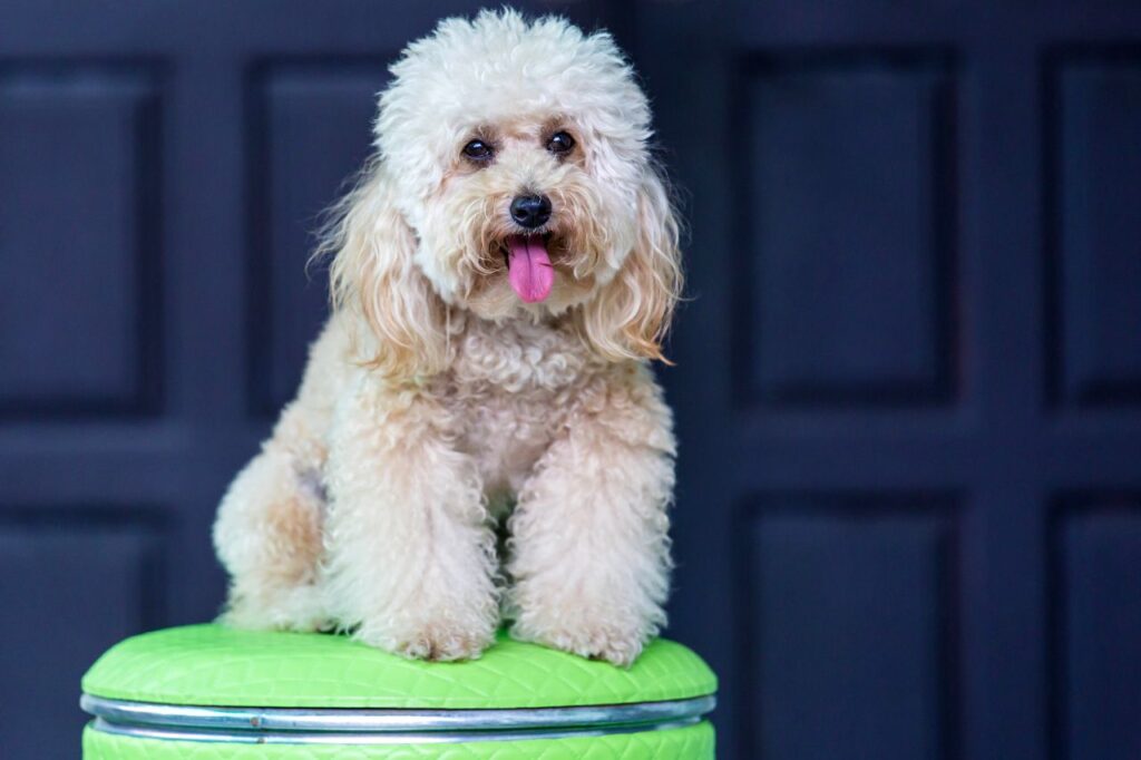 Saiba mais sobre os cachorros da raça Poodle