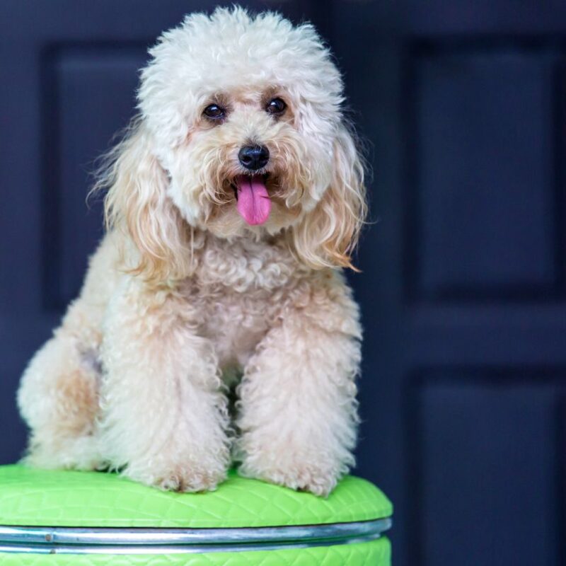 Saiba mais sobre os cachorros da raça Poodle