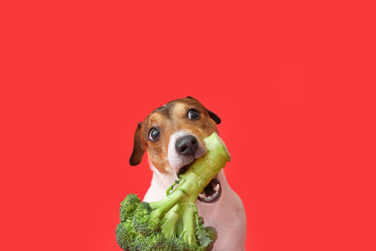 Saiba se cachorro pode comer brócolis