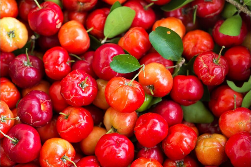 Cachorro pode comer acerola?