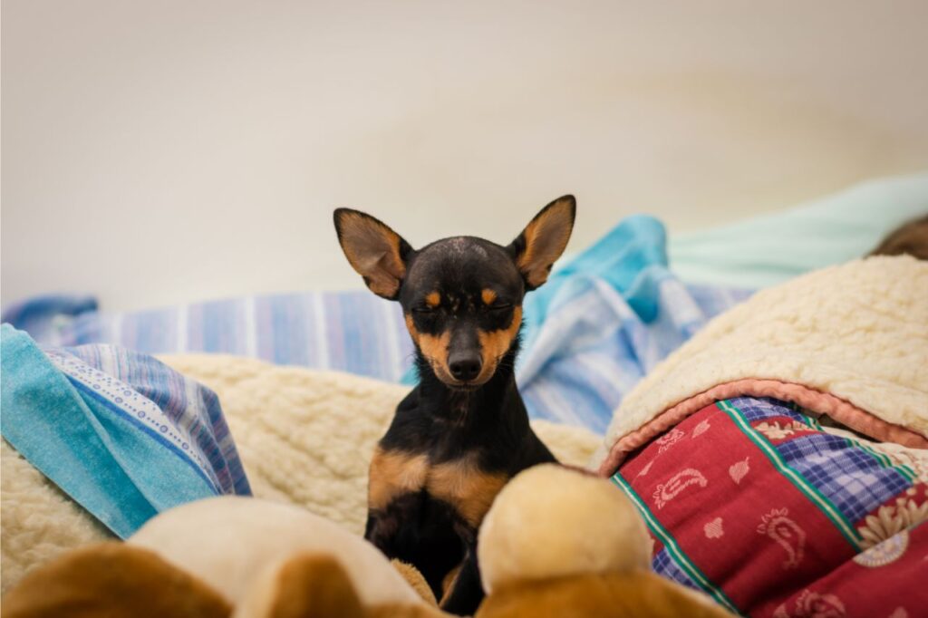 Cachorros Pinscher: saiba mais sobre esses pequenos