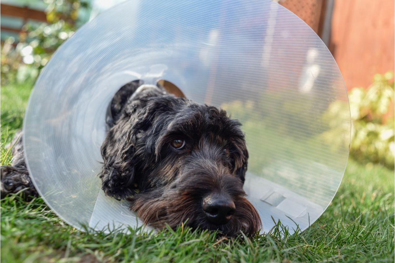 Colar elizabetano para cães: qual a importância para o pós-cirúrgico?