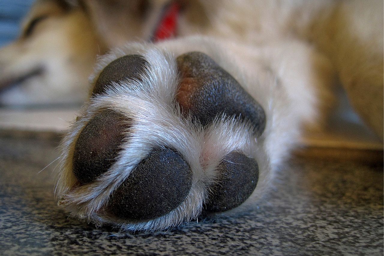 Curiosidades sobre as patinhas de cachorro: conheça 5 delas!