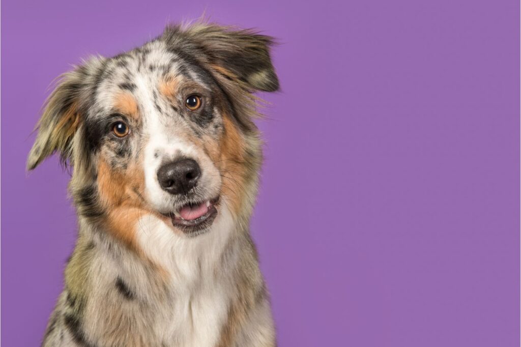 Hidratação para cachorro: frescura ou precisa mesmo?