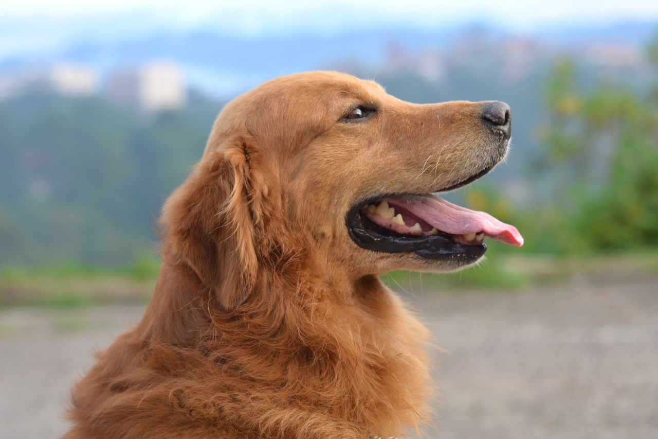 O que é catarata em cachorro e como diagnosticar?