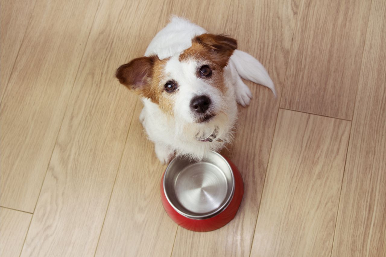 Proteína de inseto na alimentação de cachorro: você já ouviu falar?