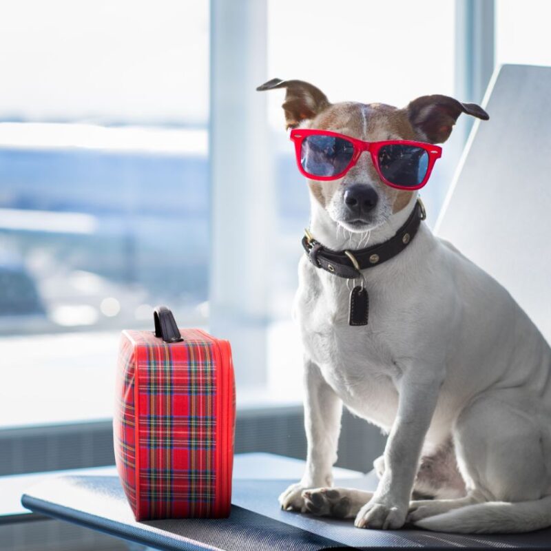 Regras para viajar com cachorro em voos nacionais