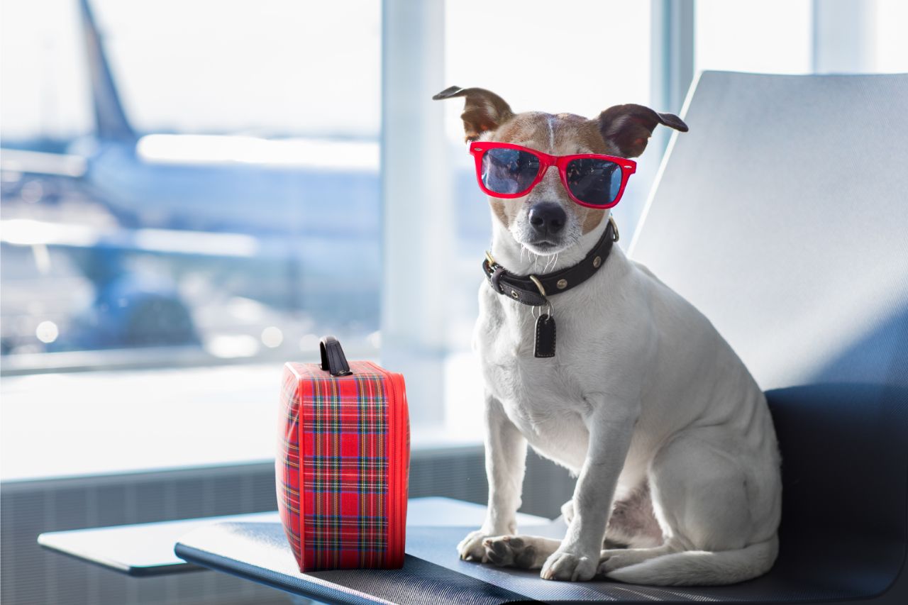Regras para viajar com cachorro em voos nacionais