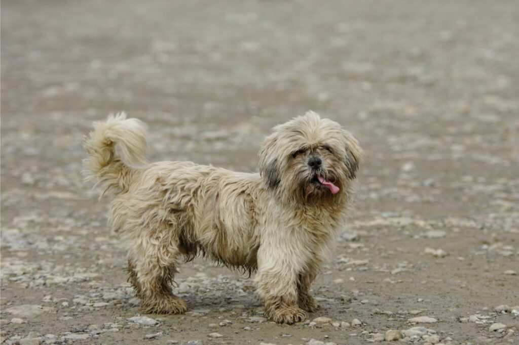 5 raças de cachorro peludo