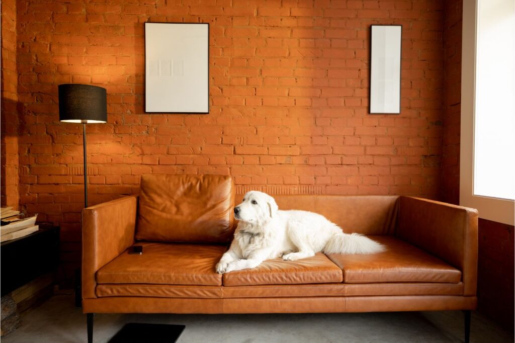 Como brincar com o cachorro no apartamento?