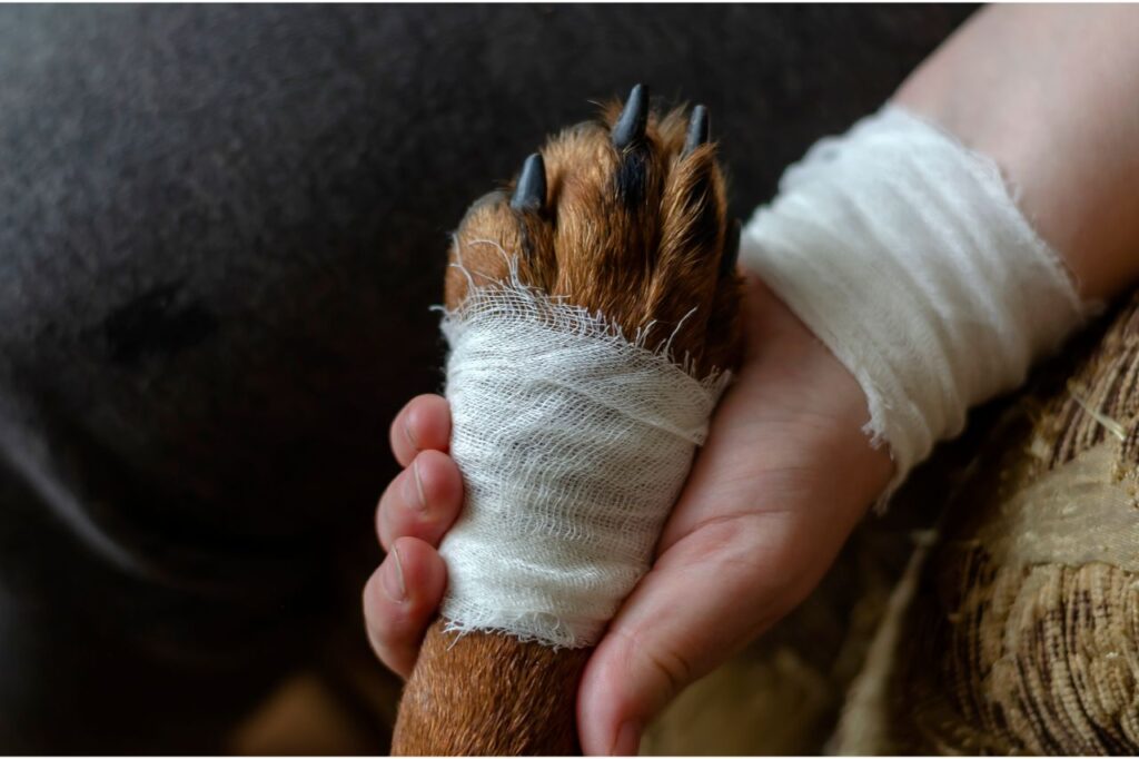 Como cuidar de cachorro com a pata quebrada?